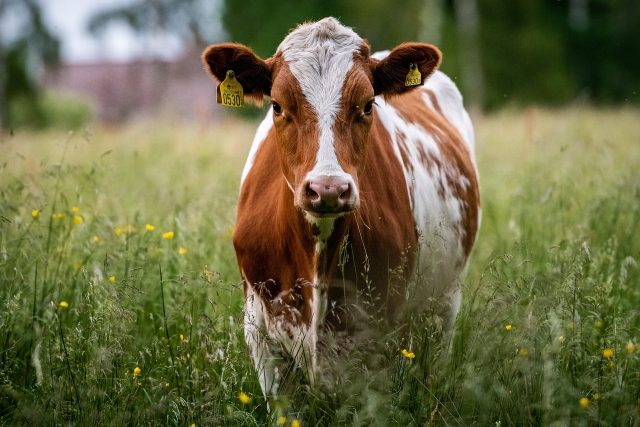 Change the world, Go Vegan