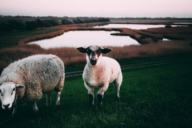 Protect our lambs