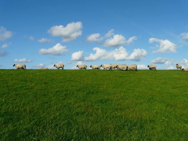 sheep-grazing
