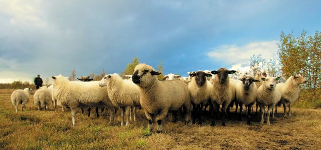 sheep-in-a-field